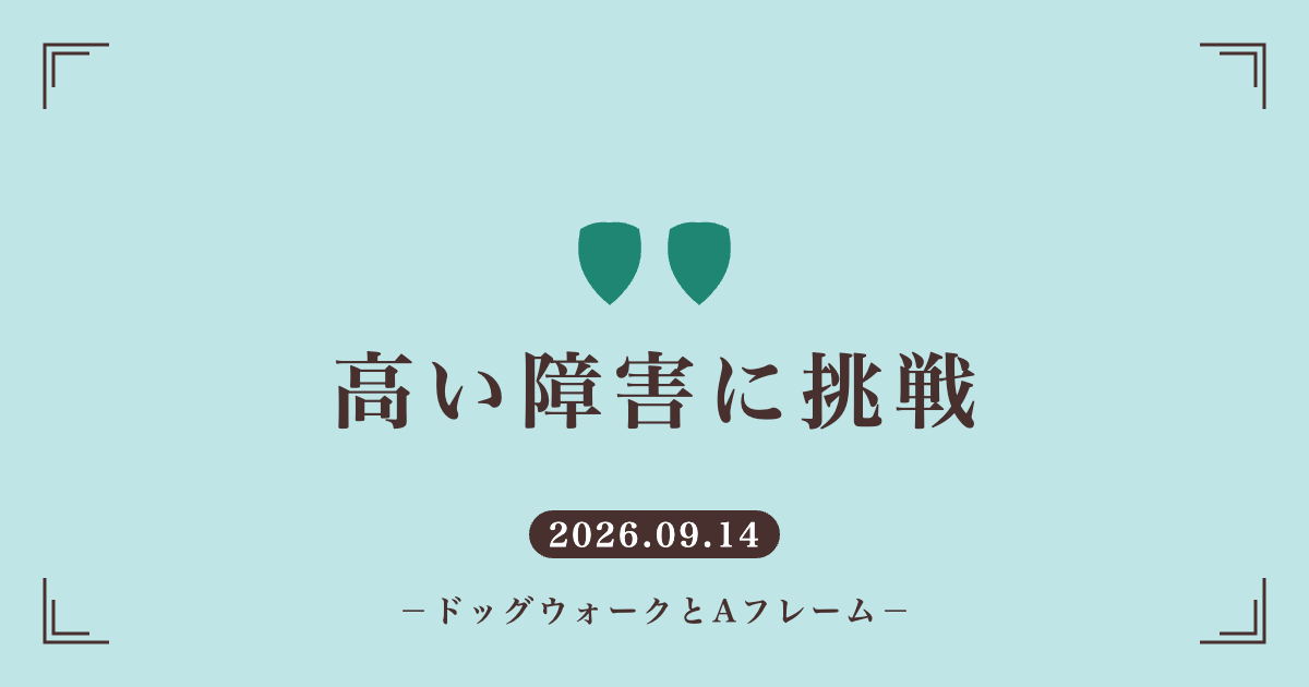 ビションフリーゼのアジリティ、ドッグウォークとAフレーム練習の記事のアイキャッチ